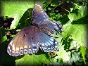 Red-spotted Purple Butterfly