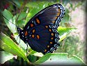 Red-spotted Purple Butterfly