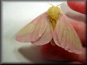 Rosy Maple Moth