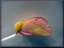 Rosy Maple Moth