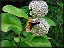 Silver-spotted Skipper Butterfly