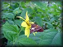 Silver-spotted Skipper Butterfly