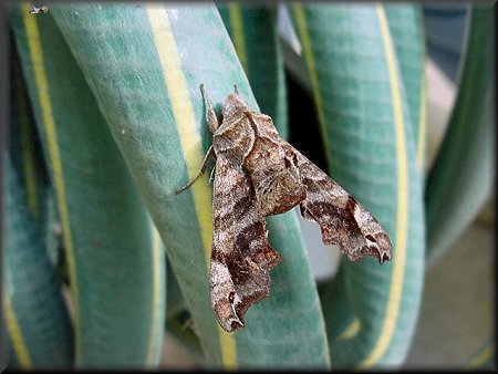 Small-eyed Sphinx Moth