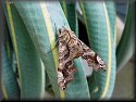 Small-eyed Sphinx Moth