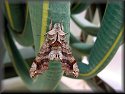 Small-eyed Sphinx Moth