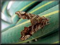 Small-eyed Sphinx Moth