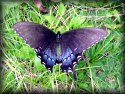 Spicebush Swallowtail