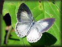 Summer Azure Butterfly