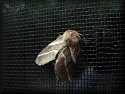 Eastern Caterpillar Moth