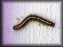 Eastern Caterpillar Moth Caterpillar