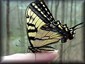 Tiger Swallowtail Butterfly