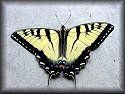 Tiger Swallowtail Butterfly