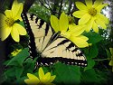 Tiger Swallowtail Butterfly