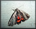 Ultronia Underwing