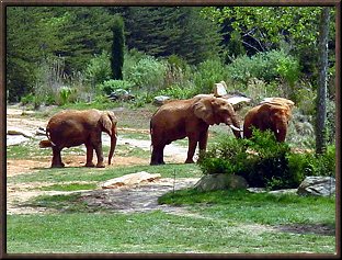 Elephants at Asheboro Zoo