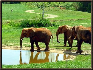 Elephant Friends at the Watering Hole