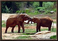 Elephant Friends