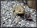 American Toad