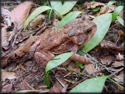 americantoad13.jpg