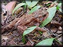 American Toad