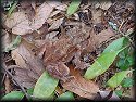 American Toad