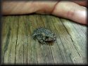 American Toad