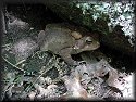 American Toad