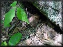 American Toad