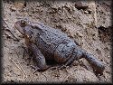 American Toad