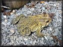 American Toad