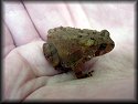 American Toadlet