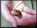 American Toadlet