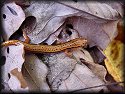 Blue Ridge Two-lined Salamander