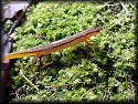 Blue Ridge Two-lined Salamander