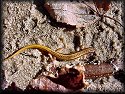 Blue Ridge Two-lined Salamander