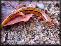 Blue Ridge Two-lined Salamander