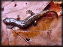 Dusky Salamander