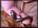 Dusky Salamander