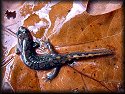 Dusky Salamander