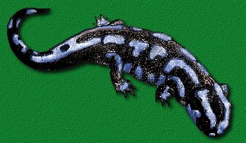 Marbled Salamander