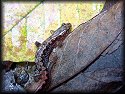 Mountain Dusky Salamander