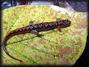 Mountain Dusky Salamander