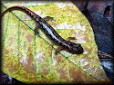 Mountain Dusky Salamander