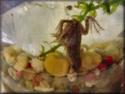 What do African dwarf frogs eat?