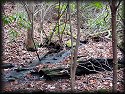 Stream in Bent Creek