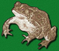 Fowler's Toad