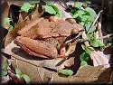 Wood Frog