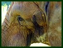 Elephant at Asheboro Zoo