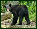 Black Bear at the House