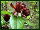 Carolina Allspice at Cataloochie